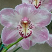 category